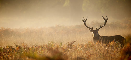 Jagdverwaltung Software JagdG Jagdschein Rotwild Hirsch Jagd WorkOffice